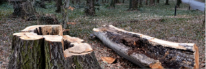 Read more about the article Top 5 Signs Your Trees Are Sick And Could Be Dying